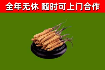 丰宁烟酒回收冬虫夏草.jpg