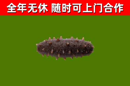 丰宁烟酒回收干海参.jpg